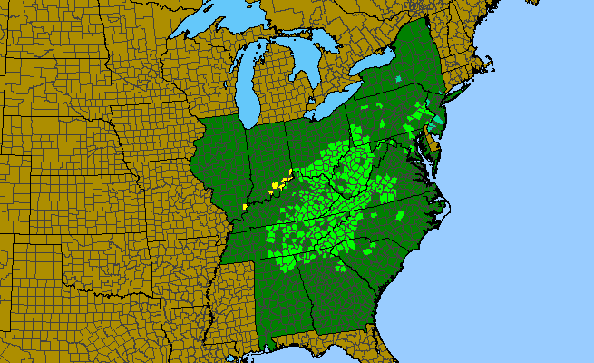 The native range of Aesculus flava